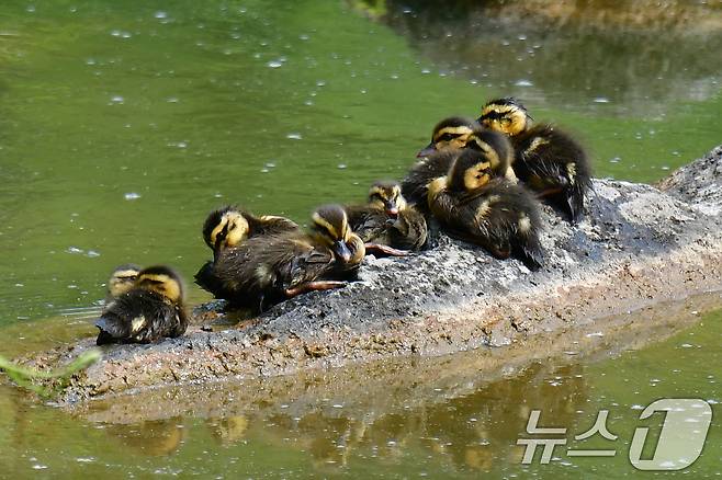 28일 오후 경북 포항시 남구 영일대 연못에서 흰뺨검둥오리 새끼들이 무리지어 앉아 있다. 2025.5.28/뉴스1 ⓒ News1 최창호 기자