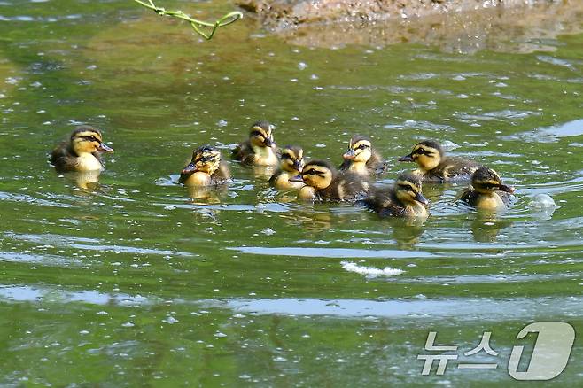 28일 오후 경북 포항시 남구 영일대 연못에서 흰뺨검둥오리 새끼들이 무리지어 수영을 하고 있다. 2025.5.28/뉴스1 ⓒ News1 최창호 기자