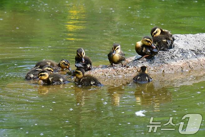 28일 오후 경북 포항시 남구 영일대 연못 바위에  흰뺨검둥오리 새끼들이 모여 있다. 2025.5.28/뉴스1 ⓒ News1 최창호 기자