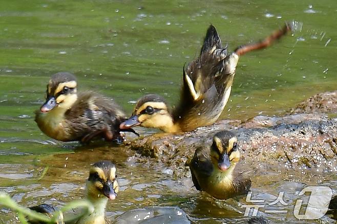 28일 오후 경북 포항시 남구 영일대 연못에서 흰뺨검둥오리 새끼들이 물속으로 뛰어들고 있다. ⓒ News1 최창호 기자