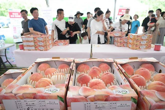 지난해 열린 세종조치원복숭아 축제에서 방문객들이 복숭아를 둘러보고 있다. 세종시 제공