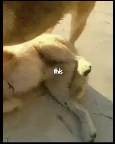 0cb3d92be4c631a960ea96a719d22f24e1f118ebb45044ae8df7b6f366f90b88f142