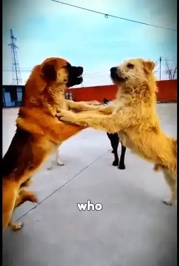 0cb3d92be4c631a960ec96a719d22f24445af2e7d1dd35a7523fe4b14a0e72b538a6