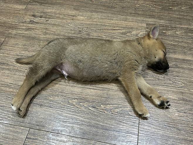 1748088024249.jpg 밭지키는 감자 성장일기