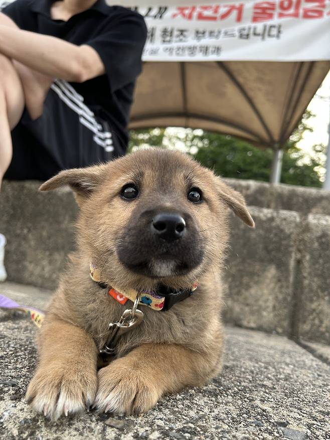 1747619717234.jpg 밭지키는 감자 성장일기