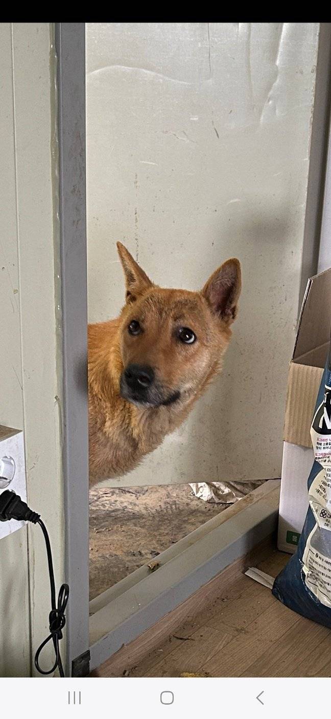 1000024620.jpg 밭지키는 감자 성장일기