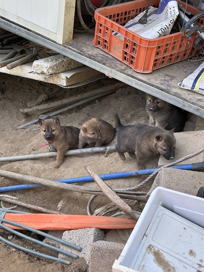 1000024628.jpg 밭지키는 감자 성장일기