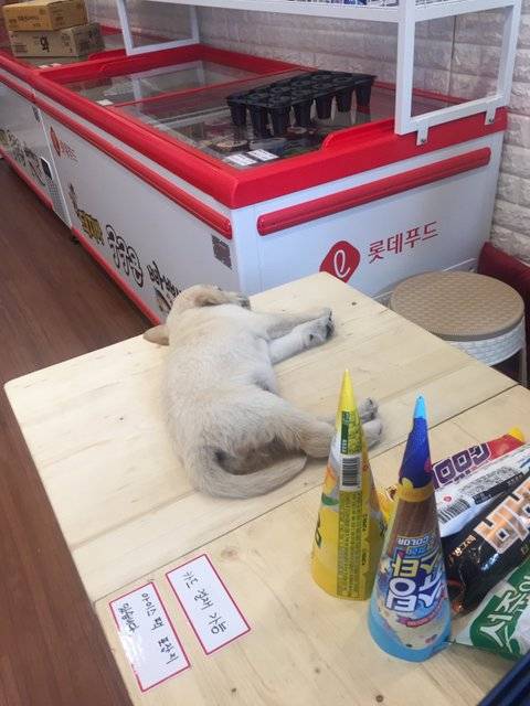 아이스크림할인점 손님이 오던말던