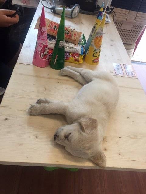 아이스크림할인점 손님이 오던말던