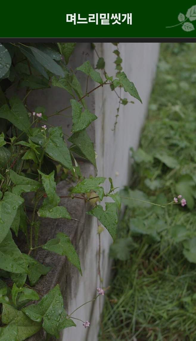 dcbest-20240503-052522-002-resize.jpg 우리나라 식물들 중 천박한 이름이 많은 이유 우리나라 식물들 중 천박한 이름이 많은 이유