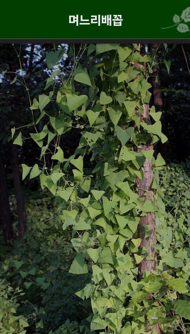 dcbest-20240503-052524-003-resize.jpg 우리나라 식물들 중 천박한 이름이 많은 이유 우리나라 식물들 중 천박한 이름이 많은 이유