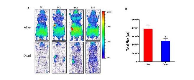생쥐의 몸에서 포착한 생체 광자 방출 현상. 살아 있을 때와 죽었을 때의 방출량이 크게 차이가 난다. Journal of Physical Chemistry Letters