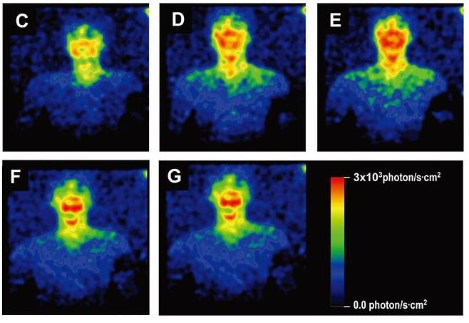 일본 연구진이 다섯명의 남자 몸에서 나오는 생체 광자 방출 현상을 포착한 사진. plos one