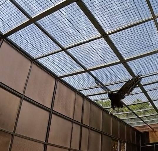 비행 훈련 중인 관수리 모습. 부산시 낙동강관리본부 제공