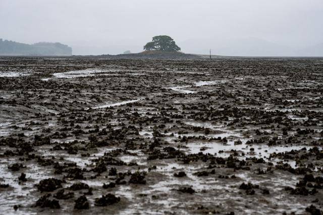 전남 고흥군 우도 노둣길에서 바라본 갯벌에 굴이 가득 자라 있다. 뒤로 보이는 섬은 무인도 해섬.