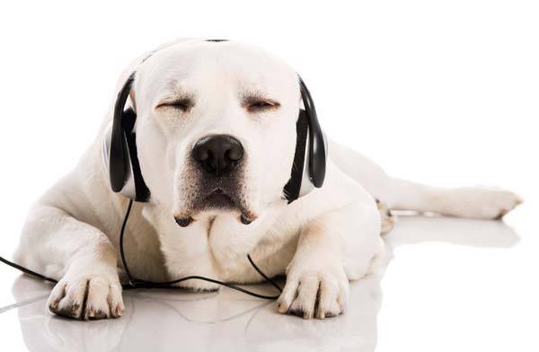 개 눈에 상처가 나면 각막 질환으로 악화할 수 있으므로 조기에 발견하고 치료를 받아야 한다./사진=클립아트코리아