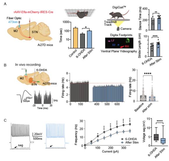 파킨슨병 동물모델에서 행동억제 회로가 과도하게 작동하고 있음을 확인했다. 이는 자동차의 브레이크가 계속 밟혀 있는 상태처럼 파킨슨병 환자의 움직임을 지속적으로 방해할 수 있다. [사진=한국뇌연구원]