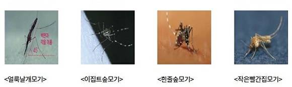 모기 종류 [사진=제주도]