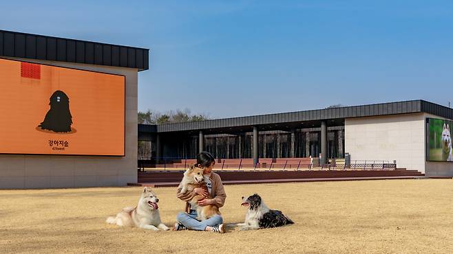 강원도 춘천 남산면에 위치한 반려견 테마파크 '강아지숲'. 대형견도 자유롭게 뛰놀 수 있는 너른 잔디밭 동산을 갖췄다. 백종현 기자
