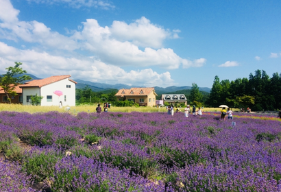 강원고성 하늬라벤더팜 / 사진=노랑풍선