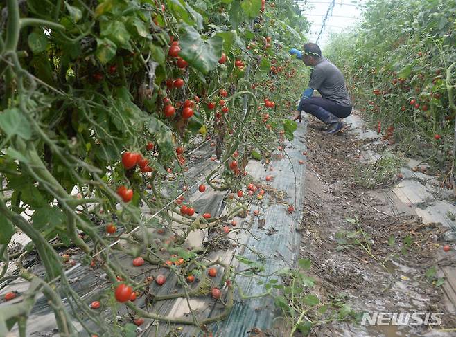 [익산=뉴시스] 지난해 많은 양의 비가 내린 전북 익산시 망성면의 한 비닐하우스에 방울토마토가 떨어진 것을 지켜보는 한 농부. (사진=뉴시스 DB). photo@newsis.com
