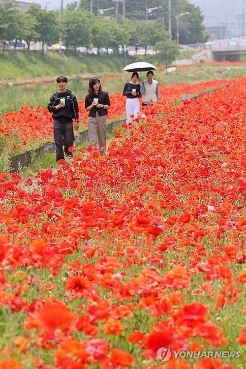 임실 천변에 만개한 꽃양귀비 [임실군 제공. 재판매 및 DB 금지]