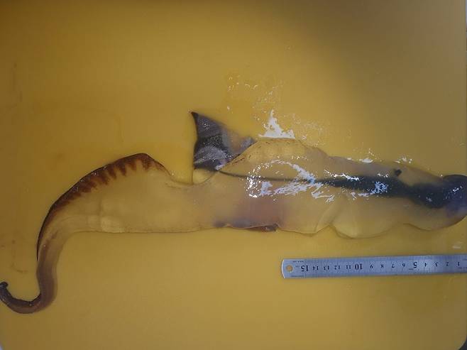 제주해양수산연구원 제공