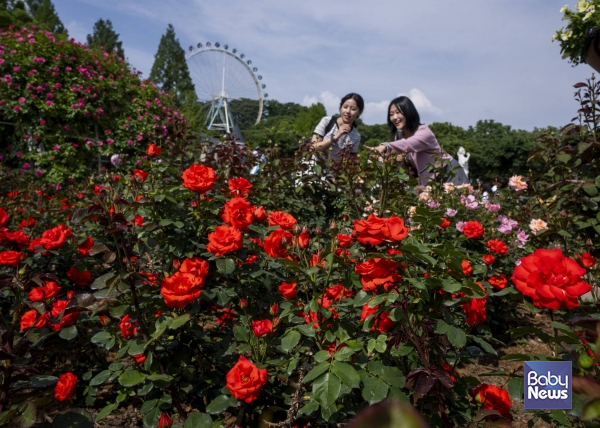 720품종 300만 송이 장미가 화려하게 만발한 에버랜드 장미축제가 올봄 가족 나들이나 데이트 명소로 떠오르며 상춘객들의 발길이 이어지고 있다. ⓒ에버랜드