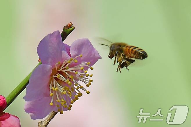 11일 오후 경북 포항시 북구 두호동 주택가 매화 나무에서 꿀벌 한마리가 꿀을 따고 있다. 2025.3.11/뉴스1 ⓒ News1 최창호 기자