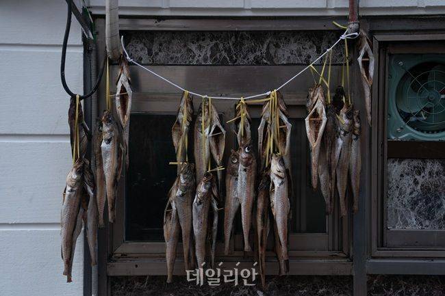 명태 모습. ⓒ게티이미지뱅크