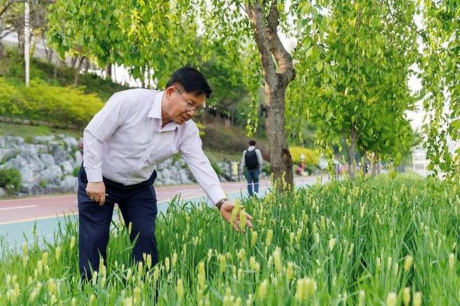 박강수 마포구청장이 월드컵천 청보리를 살펴보고 있다.ⓒ마포구 제공