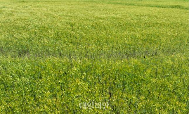 바람부는 날 밀보리밭 사진을 담으면 흔들리는 모습이 마치 유화나 수채화처럼 그림 같은 풍경을 선사한다. ⓒ데일리안 배군득 기자