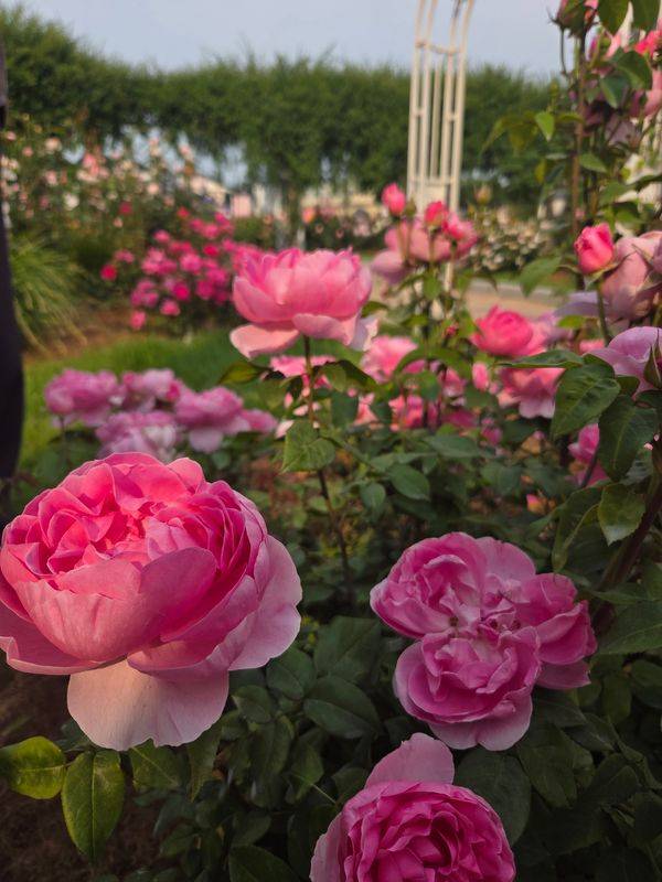 에버랜드가 개발한 에버로즈의 대표 품종, 퍼퓸 에버스케이프.ⓒ임채현 기자