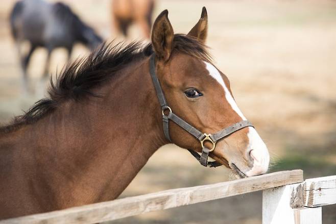 말은&nbsp;상황에 따라 얼굴 근육을 정교하게 조합해 감정을 표현하고 상호작용한다는 연구 결과가 나왔다.&nbsp;게티이미지뱅크 제공