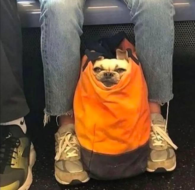 담겨있지 않은 강아지는 뉴욕지하철을 탈 수 없습니다