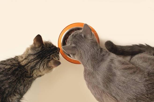 고양이들이 처방사료를 먹고 있다. 로얄캐닌 제공