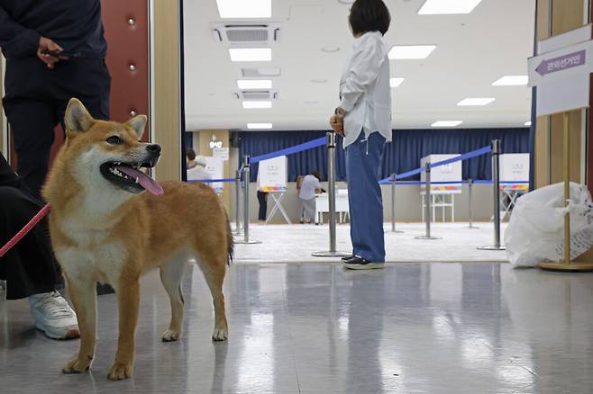 한 반려견이 29일 오전 경기 화성시 동탄9동 행정복지센터 3층 대강당 사전투표소 들머리에서 반려인이 투표를 마치기를 기다리고 있다. 김영원 기자 forever@hani.co.kr