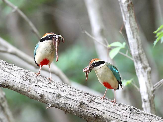 ‘새박사’ 장성래씨가 찍은 팔색조. 장성래 제공