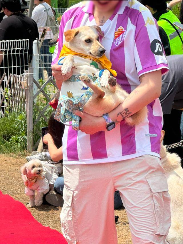 지난 17일 인천 다남숲멍빌리지에서 열린 '핌피 입양제' 레드카펫 행사에서 임시보호자에 안겨 레드카펫을 통과한 개 '호빵이'의 모습.