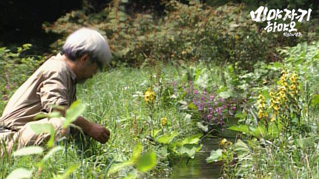 미야자키 하야오 감독은 동네 개천 살리기에 나서는 등 생활 속 생태주의를 실천하고 있기도 하다. 스튜디오 디에이치엘 제공