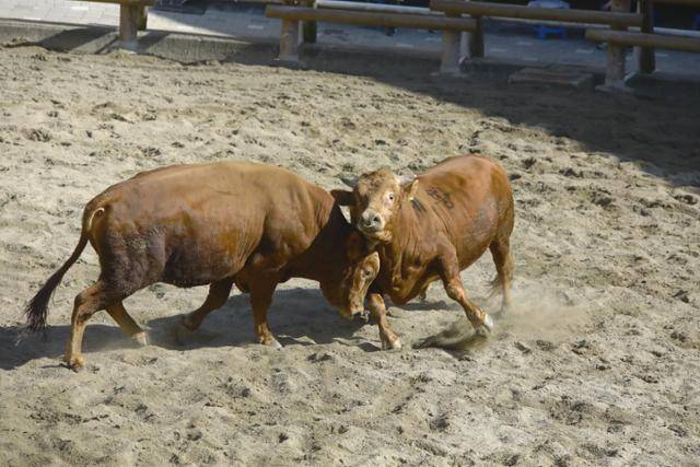 소싸움대회에서 소들이 싸움을 벌이고 있는 모습. 동물자유연대 제공