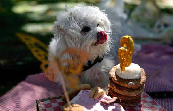 부에노스아이레스에서 진행되는 반려견 생일파티/사진=뉴시스