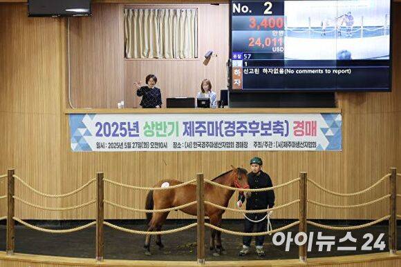 2025년 상반기 제주마경매 [사진=한국마사회]