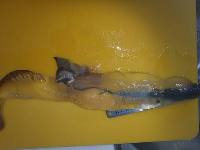 지난 26일 제주 해변에서 발견된 '카리나리아 크리스타타라' 추정 생물. (사진, 제주해양수산연구원)