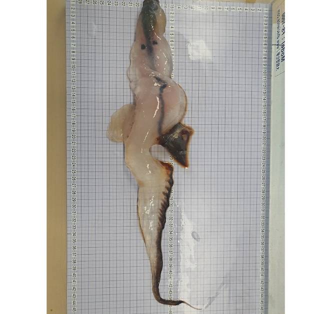 지난 26일 제주 해변에서 발견된 '카리나리아 크리스타타라' 추정 생물. (사진, 제주해양수산연구원)