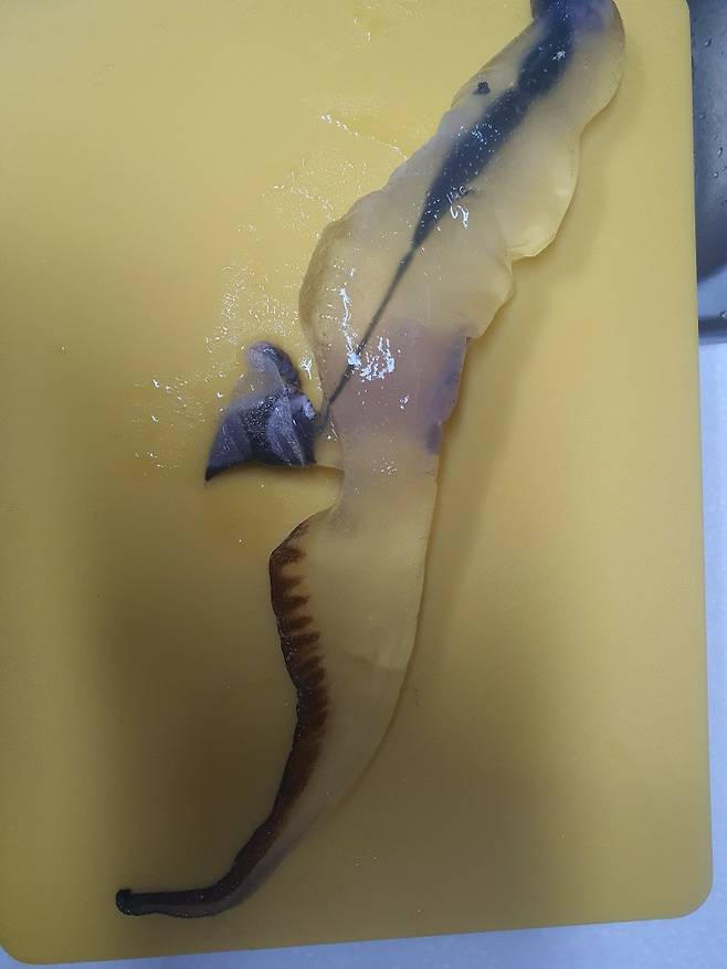 지난 26일 제주 해변에서 발견된 '카리나리아 크리스타타라' 추정 생물. (사진, 제주해양수산연구원)