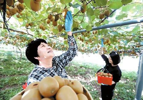 농진청이 국내 기후 환경에 적합하고 당도 높은 국산 골드키위 품종 개발에 성공했다. 사진은 골드키위 ‘감황’ 품종을 수확하는 모습. [사진 농진청]