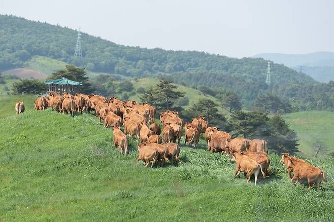 사진 농촌진흥청