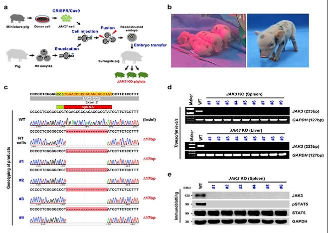 JAK3 유전자가 결손된 형질전환 복제 미니돼지 생산. 한국생명공학연구원
