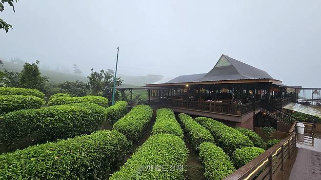 인도네시아 반둥 지역의 차 밭